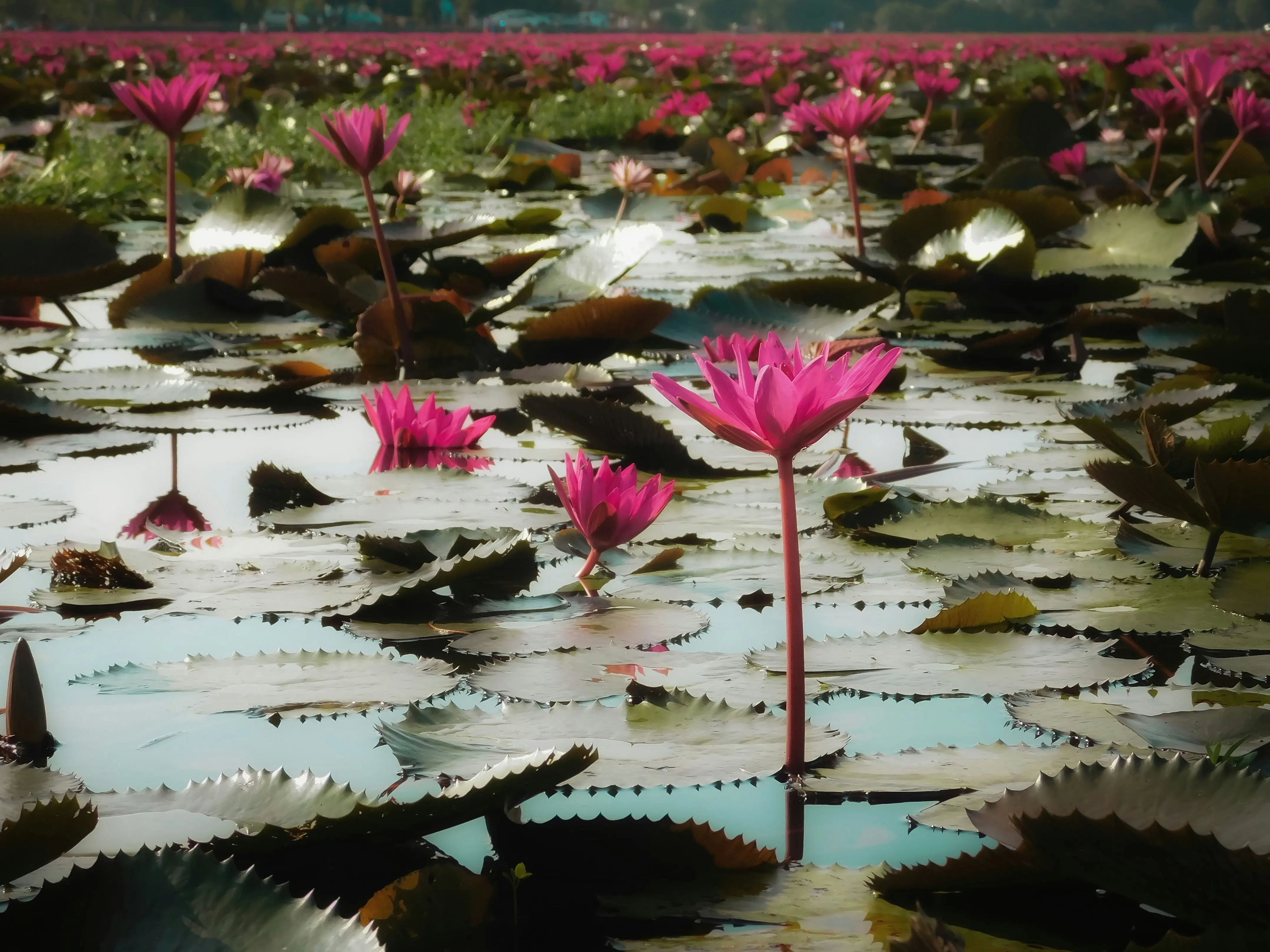 A still water lily pond, evoking calm and trust in the land ownership journey