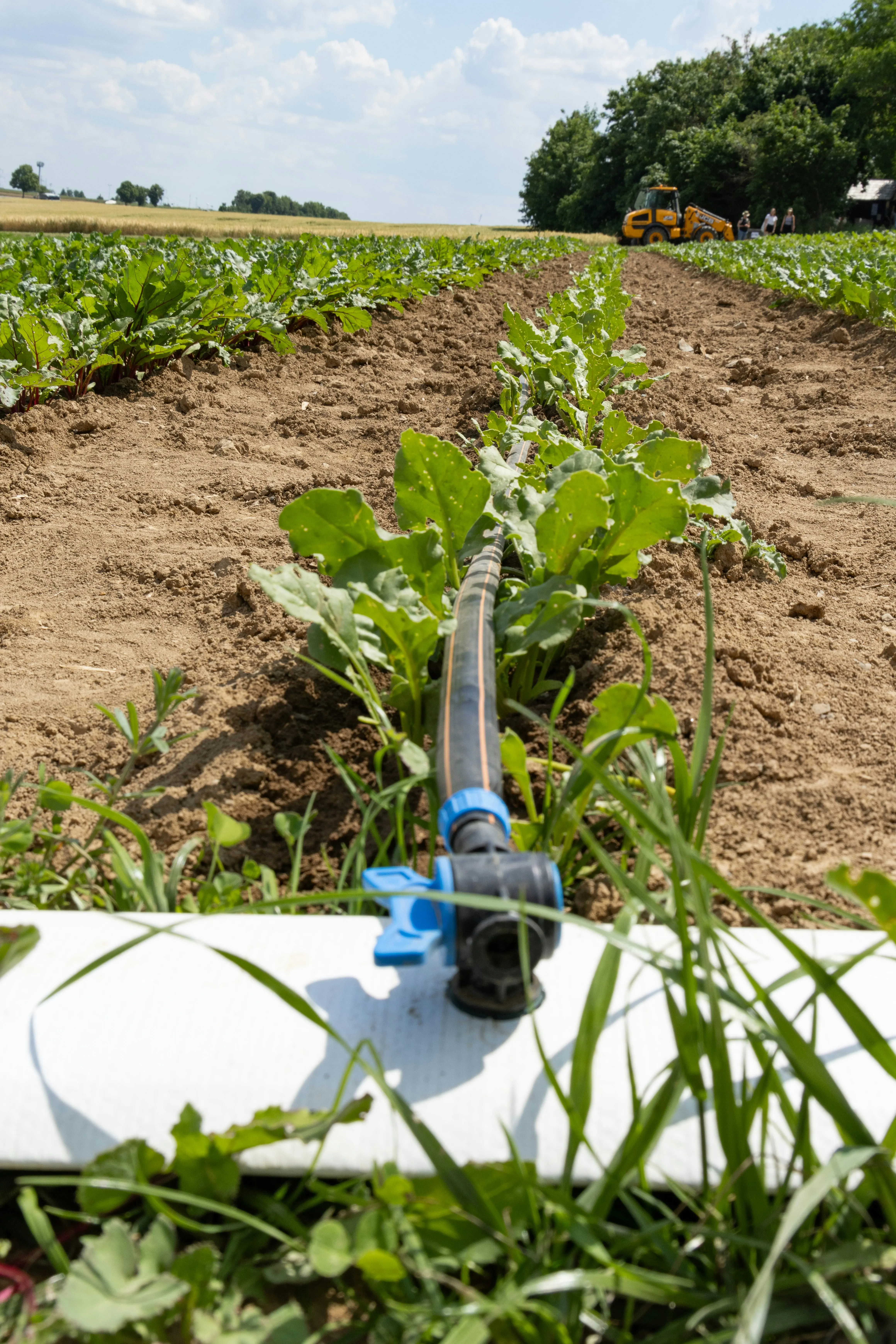 Irrigation pipes running through an organic field, showing the managed care system on a farmland plot