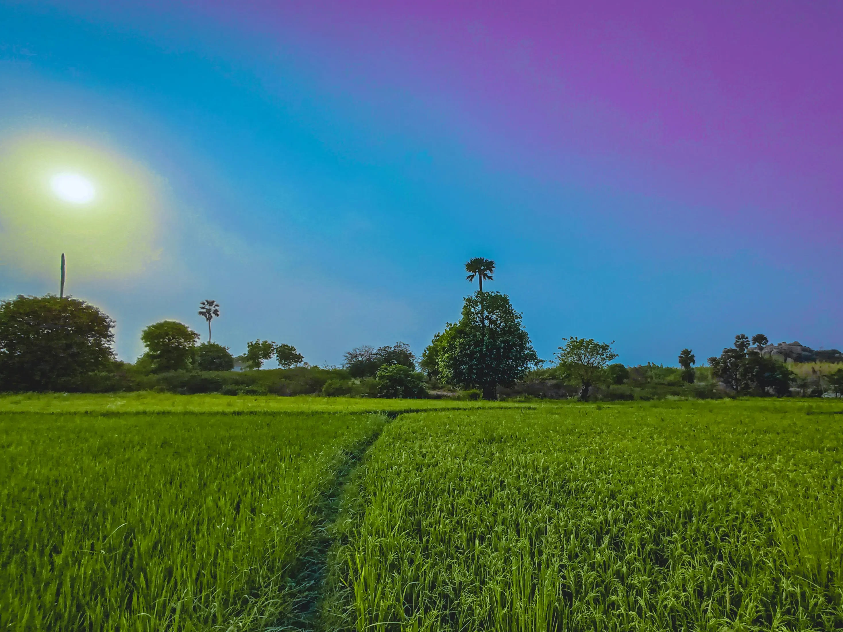 A green farmland field near Ranchi with a footpath leading to the horizon
