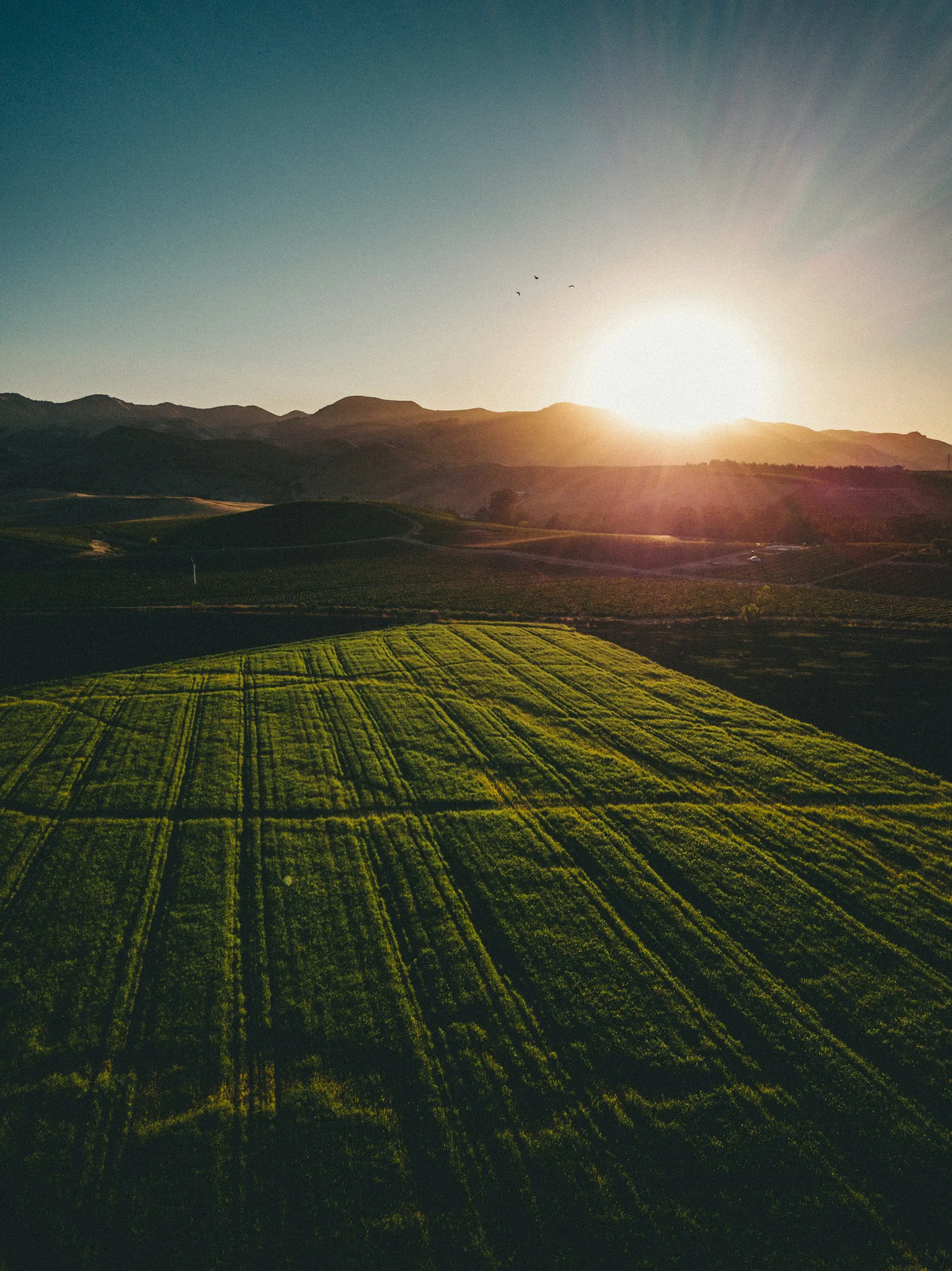 Aerial view of green farmland at sunrise near Ranchi