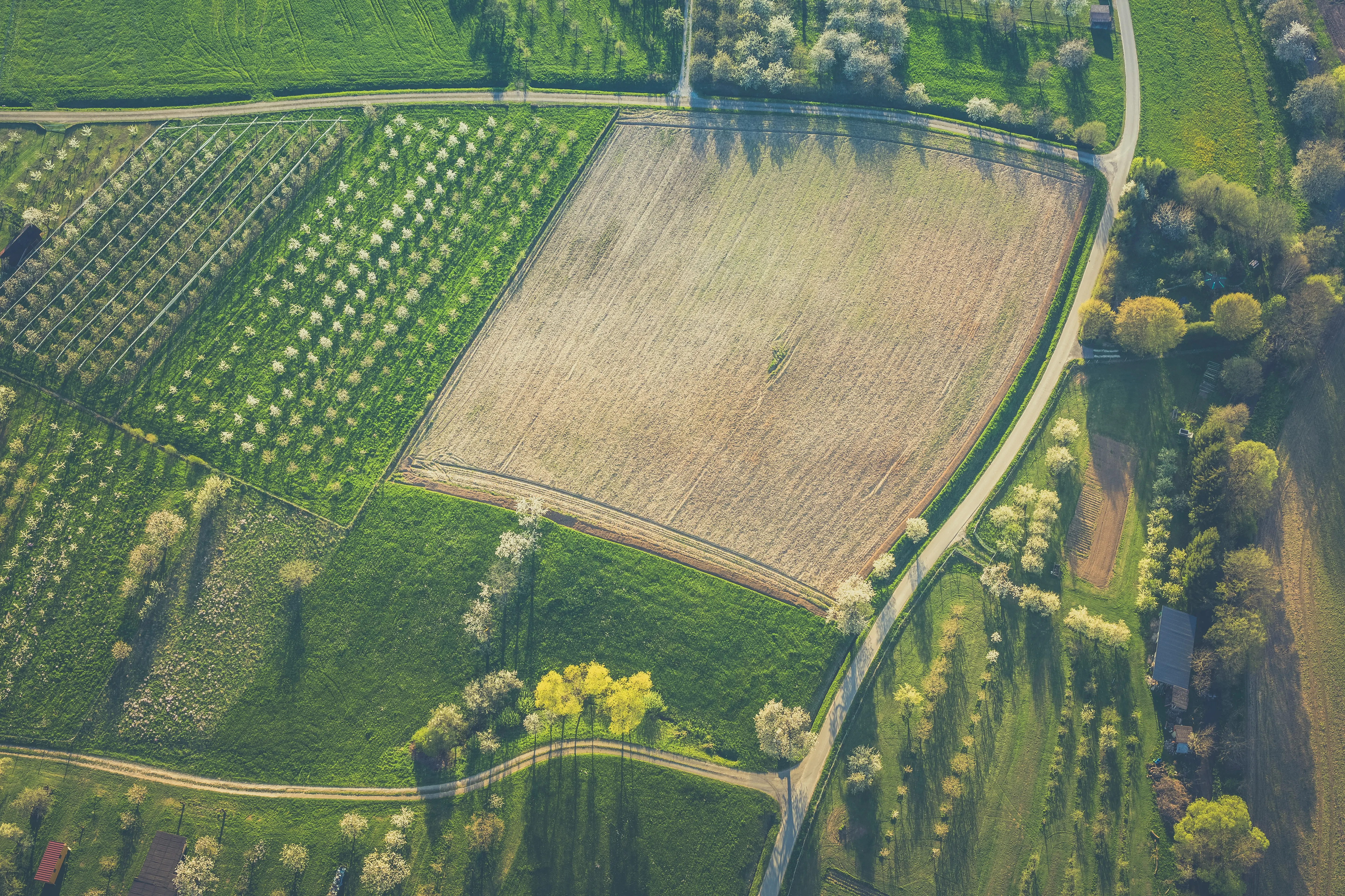 Aerial view of a blossom field showing the scale and beauty of managed farmland near Ranchi