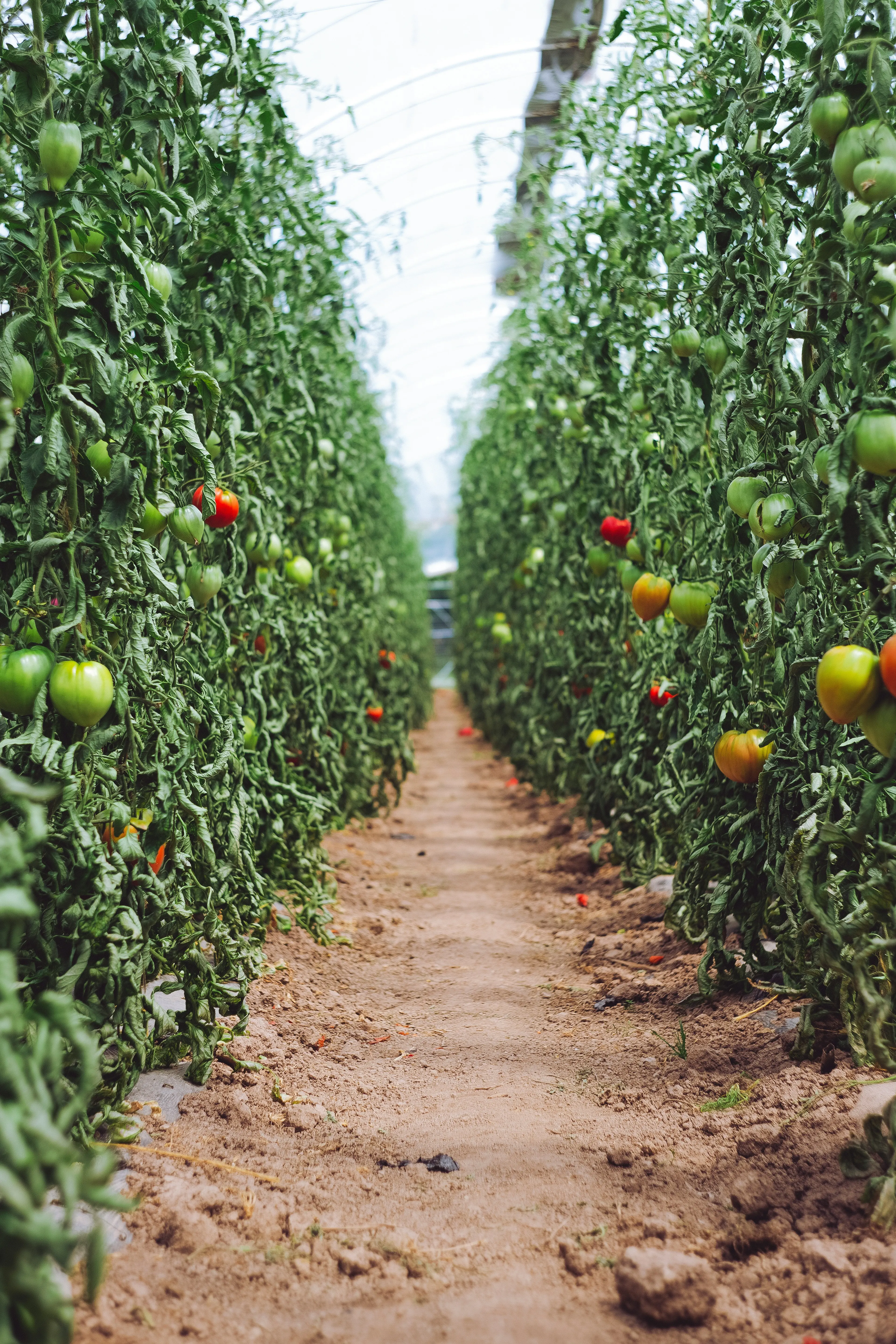 A pathway through a tomato field on managed farmland near Ranchi, showing active crop care