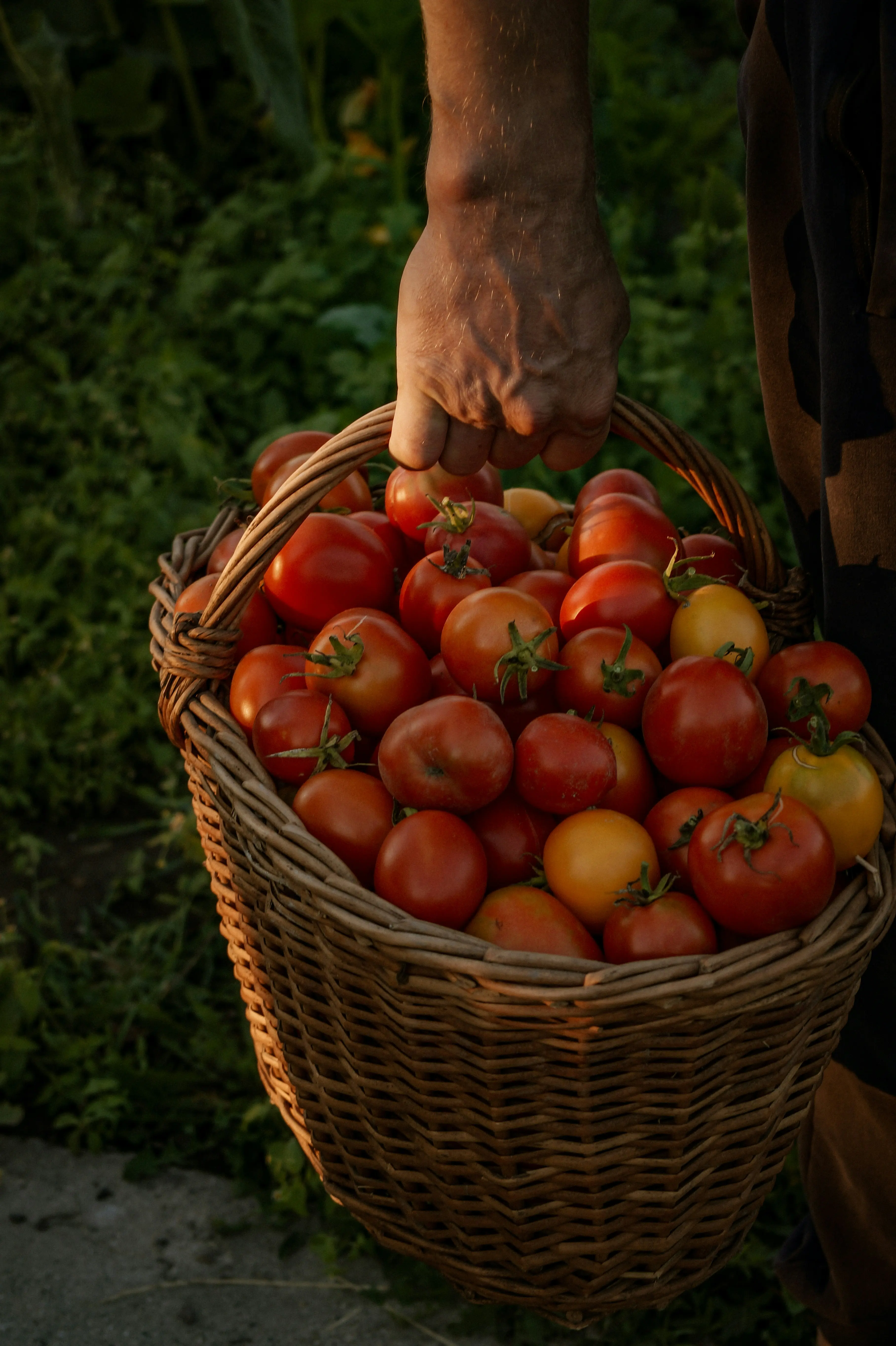 A basket of fresh red apples harvested from managed farmland near Ranchi