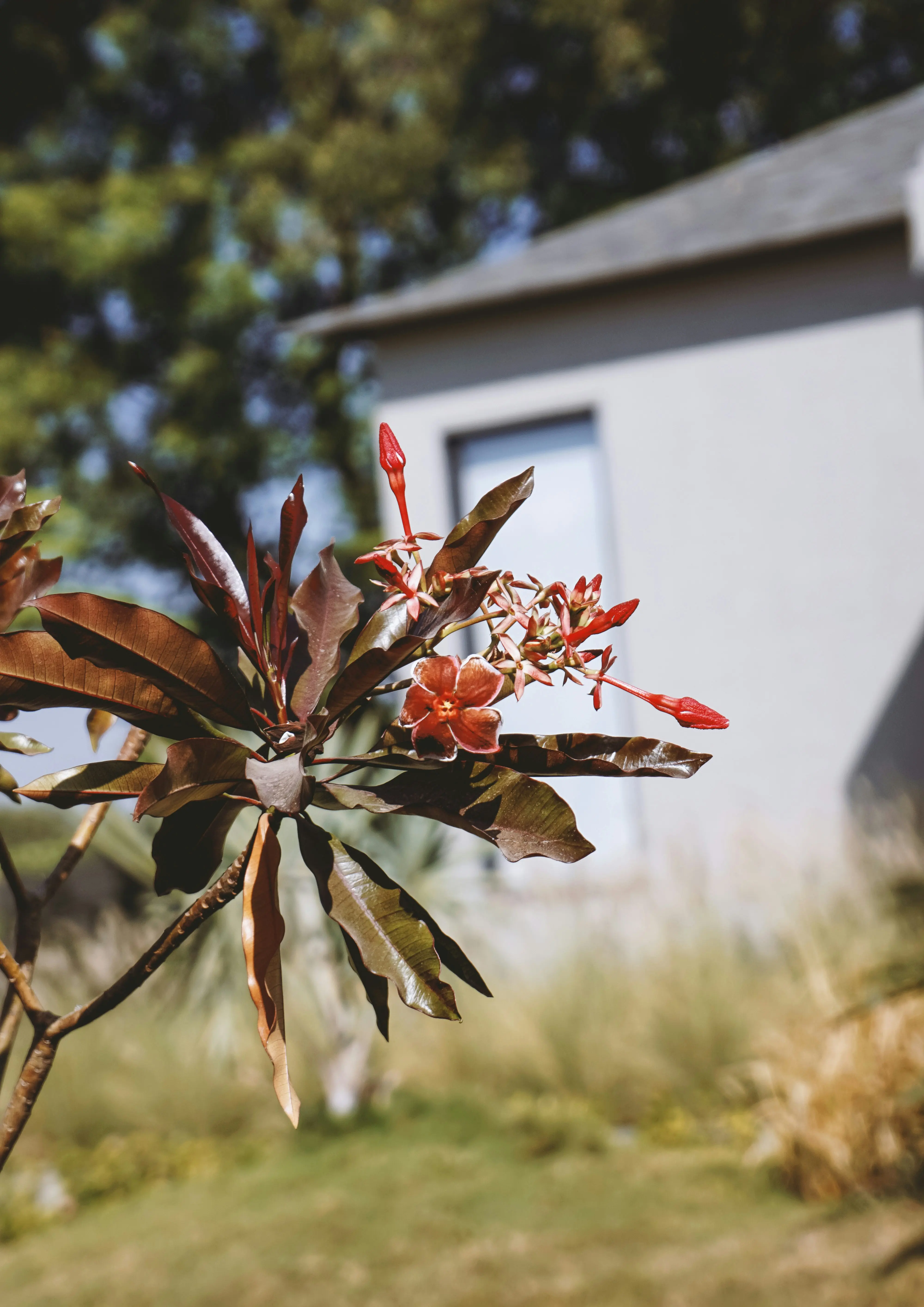 A warm farmhouse framed by red flowers on managed farmland near Ranchi