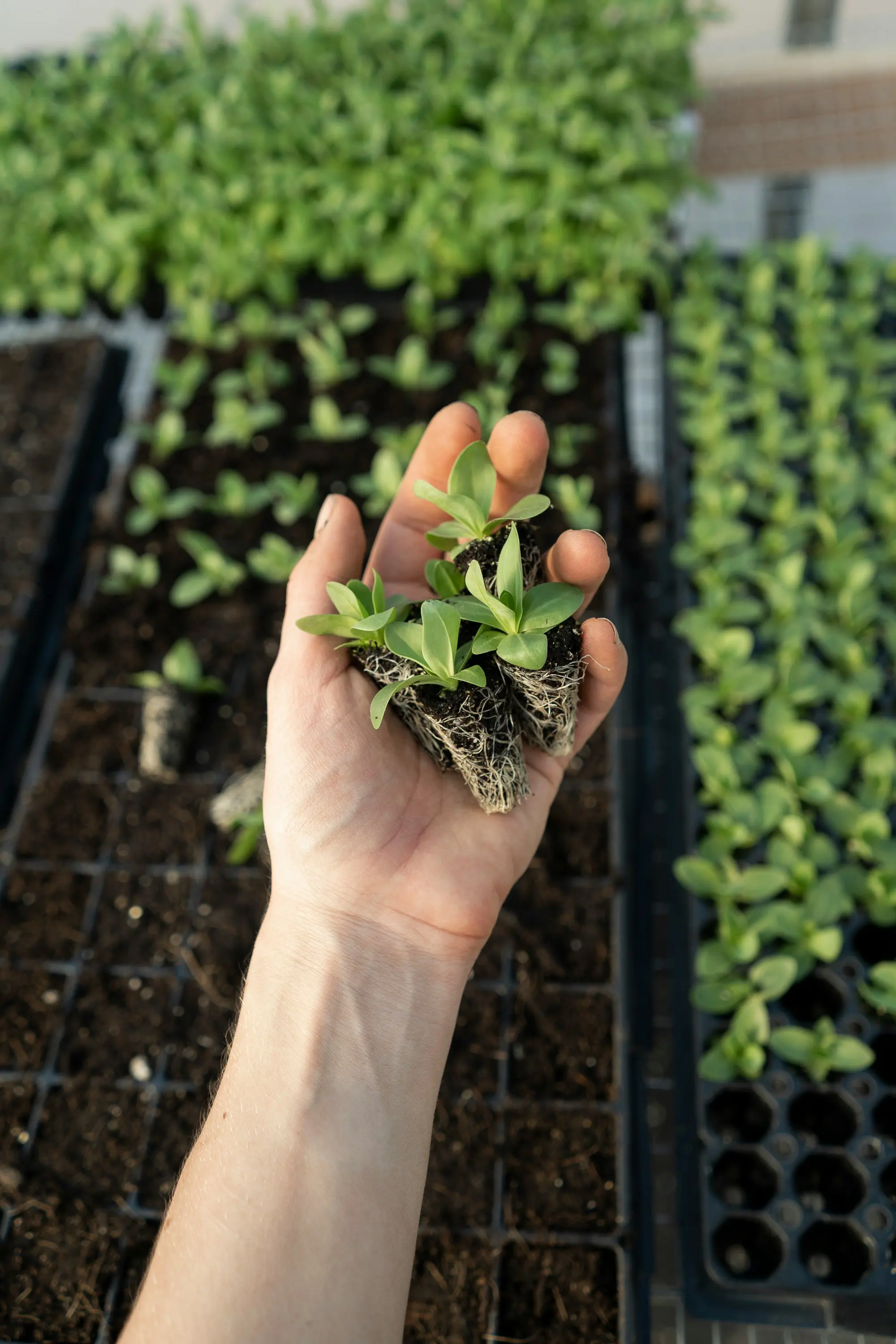 A hand gently holding a seedling, representing the start of a managed farmland journey